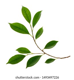 Fresh green leaves branch macro shot isolate on white background - Shutterstock ID 1493497226