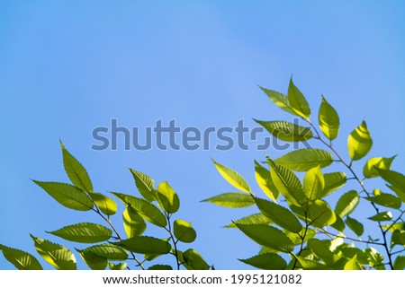 Fresh green leaves of cherry blossom tree swaying in the wind in front of the blue sky background.