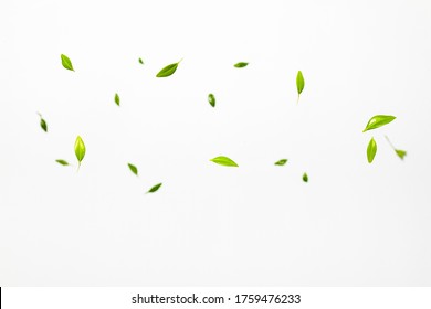 Fresh green leaves falling on white background. Levitation concept