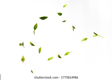 Fresh green leaves falling on white background. Levitation concept, Flat lay, top view, copy space