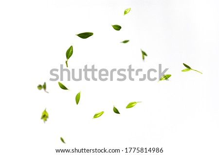 Fresh green leaves falling on white background. Levitation concept, Flat lay, top view, copy space