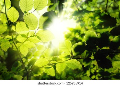 Fresh green leaves in a forest framing the sun in the middle and forming rays of light