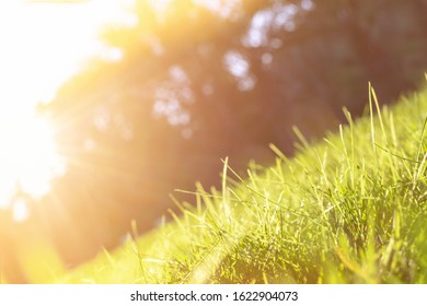 Fresh Green Leaves Of Grass With Sparkling Drops Of Dew In A Meadow In A Field In Morning Bright Sunlight. Natural Colorful Background Of Spring Or Summer Plants Close-up With Sun Shine, Copy Space.