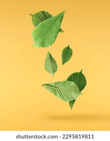 Fresh green Leaves of the Horse Chestnut falling in the air isolated on yellow background, zero gravity conception, High resolutin image.