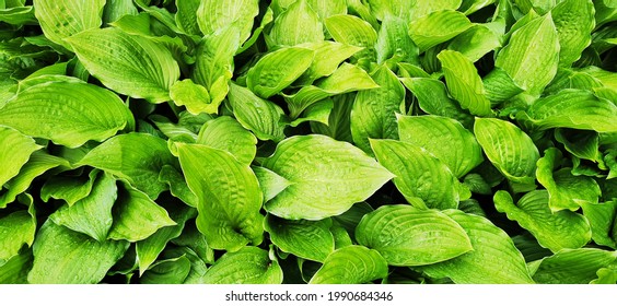 Fresh green leaves of the host plant. Natural background and wallpaper. Foliage pattern. Photo. - Shutterstock ID 1990684346
