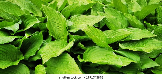 Fresh green leaves of the host plant. Natural background and wallpaper. Foliage pattern. Photo. - Shutterstock ID 1991743976