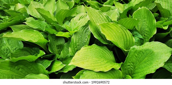 Fresh green leaves of the host plant. Natural background and wallpaper. Foliage pattern. Photo. - Shutterstock ID 1992690572