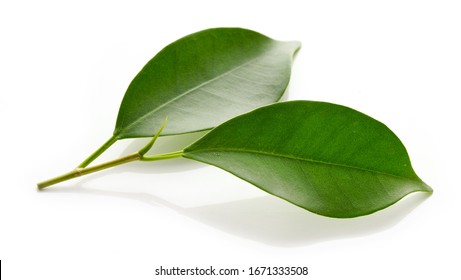 fresh green leaves isolated on white background