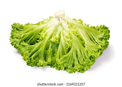 Fresh Green Leaves Of Lettuce Plant Isolated