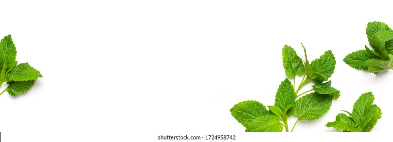 Fresh green leaves of mint, lemon balm, peppermint isolated on white background top view copy space. Ecology natural layout. Mint leaf texture. Mint leaves pattern spearmint herbs nature background