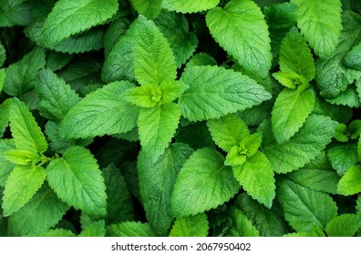 Fresh Green Leaves Of Mint, Lemon Balm, Peppermint Top View. Mint Leaf Texture. Ecology Natural Layout. Mint Leaves Pattern Spearmint Herbs Nature Background