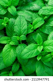 Fresh Green Leaves Of Mint, Lemon Balm, Peppermint Top View. Mint Leaf Texture. Ecology Natural Layout. Mint Leaves Pattern Spearmint Herbs Nature Background