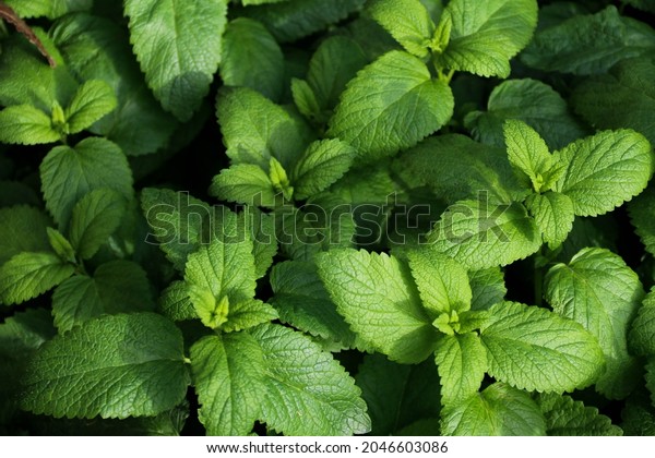 Fresh green leaves of mint, lemon\
balm, peppermint top view. Mint leaf texture. Ecology natural\
layout. Mint leaves pattern spearmint herbs nature\
background