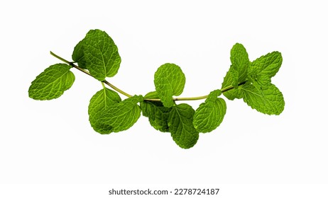 Fresh green leaves of mint, peppermint isolated on white background top view copy space. Fresh raw mint leaves isolated on white background Clipping Path. 