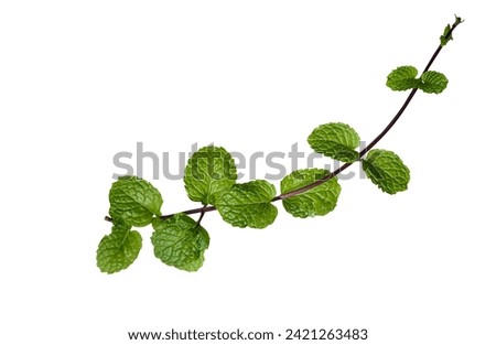 Fresh green leaves of mint, peppermint isolated on white background top view copy space. Fresh raw mint leaves isolated on white background Clipping Path.                               
