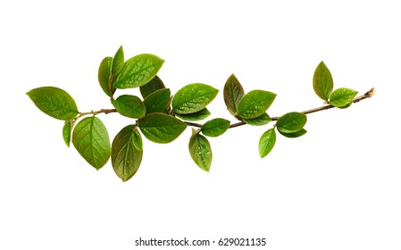 Fresh green leaves on branch isolated on white background - Shutterstock ID 629021135