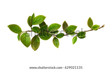 Fresh green leaves on branch isolated on white background