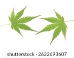 Fresh green leaves on a white background. Refreshing green maple leaves.