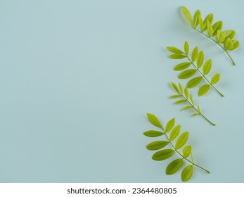 Fresh green leaves on white background for placing organic products and other copy space. - Shutterstock ID 2364480805