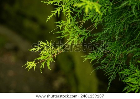 Similar – Image, Stock Photo A fresh ornamental maple leaf