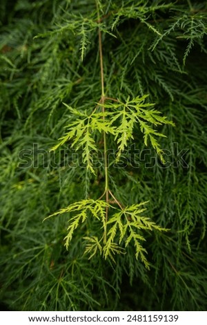 Similar – Image, Stock Photo A fresh ornamental maple leaf