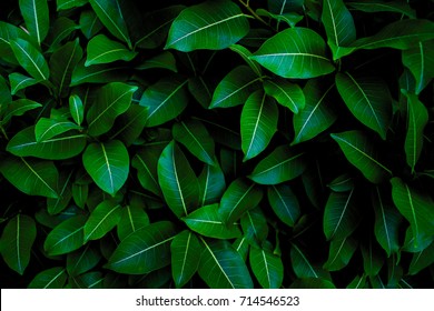 Fresh Green leaves pattern background, Natural background and wallpaper - Shutterstock ID 714546523