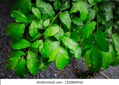 Fresh Green Leaves Pattern Of Siamese Rough Bush, Tooth Brush Tree (Streblus Asper Lour) With Water Drops In The Rainy Season