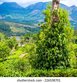 Fresh green leaves pepper (Piper Nigrum) growing on the tree tea plantation in India, Kerala