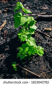 Fresh Green Leaves In The Place Of The Ashes - New Life After The Fire - Wildfire