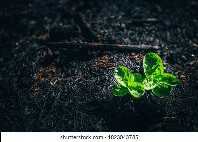 Fresh Green Leaves In The Place Of The Ashes - New Life After The Fire - Wildfire