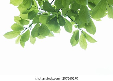 4,053 Green leaves bg Images, Stock Photos & Vectors | Shutterstock