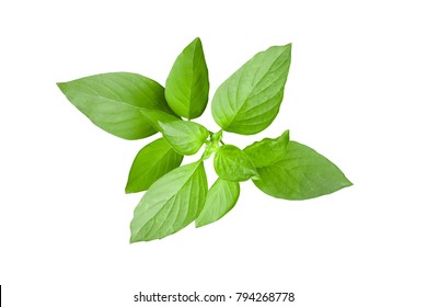 8,603 Thai lemon basil Images, Stock Photos & Vectors | Shutterstock