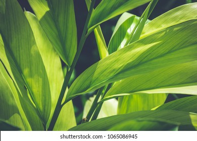 Fresh green leaves veined textures against sunlight. Soft, low contrast and blue toned. Inspirational nature background concept. - Powered by Shutterstock