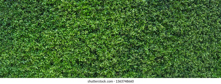 Fresh green leaves vertical copy space background Summer tropical for use in the design banner. - Shutterstock ID 1363748660