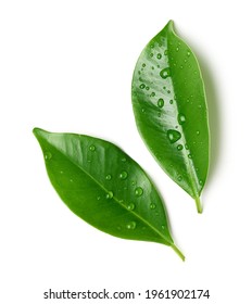 fresh green leaves with water drops isolated on white background, top view