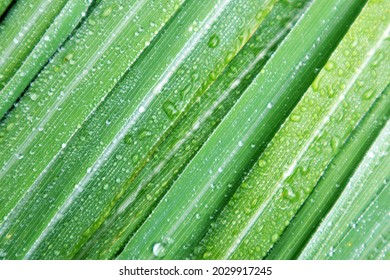 Fresh green lemongrass leaf background set arranged with raindrops on small leaves.