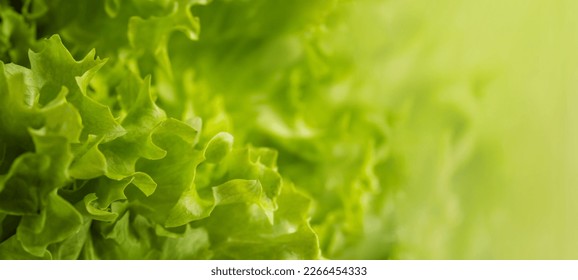 Fresh green lettuce close-up. Green fresh background. Banner. selective focus - Powered by Shutterstock