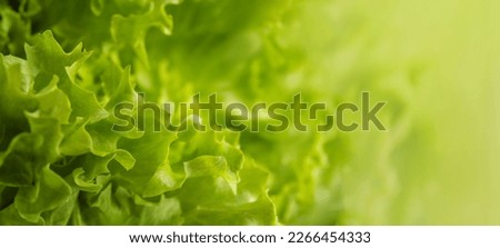 Fresh green lettuce close-up. Green fresh background. Banner. selective focus