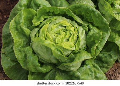 A Fresh Green Lettuce In The Garden