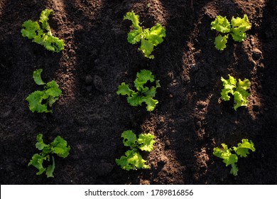 Fresh Green Lettuce Growing In The Soil Viewed From Above.