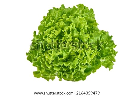 Fresh green lettuce isolated on a white background.