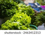 Fresh Green lettuce leaves kept in market for selling. This leafy vegetables have many health benefits.