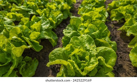 Fresh green lettuce leaves with water droplets growing in soil, organic farming concept - Powered by Shutterstock