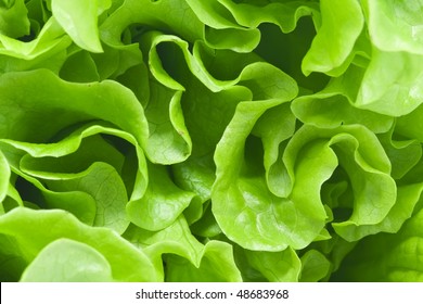 Fresh Green Lettuce Salad Background