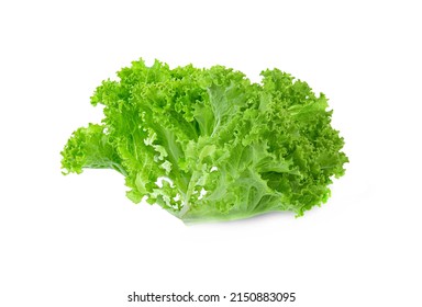 Fresh Green Lettuce Salad Leaves Isolated On White Background