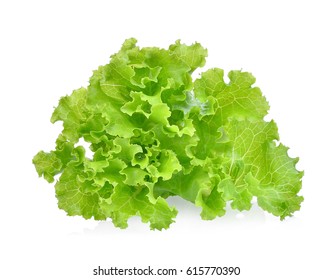 Fresh Green Lettuce Salad Leaves Isolated On White Background.