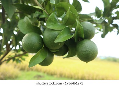 Fresh Green Lime Fruit On Tree