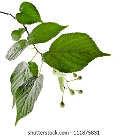 Frische grüne Leinen Blätter Rand einzeln auf Weiß mit Kopienraum
