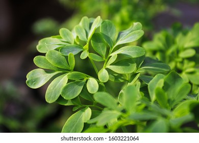 Fresh Green Live Rue Herb Leaves Growing