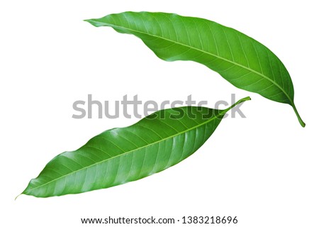 Fresh Green Mango Leaves Isolated on White Background